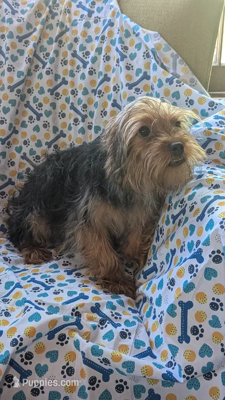 Charlie – Yorkshire Terrier puppy for sale in Rogersville, TN