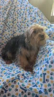 Charlie, a male Yorkshire Terrier for sale in Rogersville, TN – 1 of 4