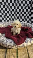 Pearl, a female Cockapoo for sale in Rogersville, TN – 2 of 3