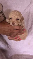 Thalia, a female Maltipoo for sale in Rogersville, TN – 2 of 5