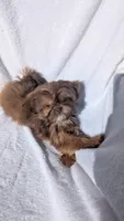 Larry CKC, a male Shih Tzu for sale in Rogersville, TN – 2 of 5