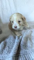 Triston, a male Maltipoo for sale in Rogersville, TN – 1 of 4