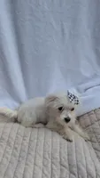 Stella CKC, a female Maltese for sale in Rogersville, TN – 3 of 4
