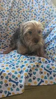 Charlie, a male Yorkshire Terrier for sale in Rogersville, TN – 2 of 4