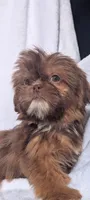 Larry CKC, a male Shih Tzu for sale in Rogersville, TN – 3 of 5