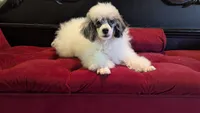 Eliott , a male Poodle - Miniature  for sale in Rogersville, TN – 4 of 9