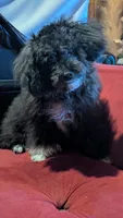 Socks , a male Poodle - Miniature  for sale in Rogersville, TN – 6 of 10