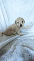 Tina, a female Maltipoo for sale in Rogersville, TN – 3 of 4