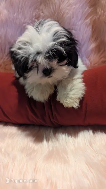 Ellena – Mal Shi puppy for sale in Rogersville, TN