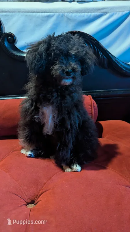 Socks  – Poodle - Miniature  puppy for sale in Rogersville, TN
