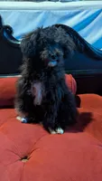 Socks , a male Poodle - Miniature  for sale in Rogersville, TN – 1 of 10