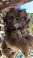 Larry CKC, a male Shih Tzu for sale in Rogersville, TN – 4 of 5