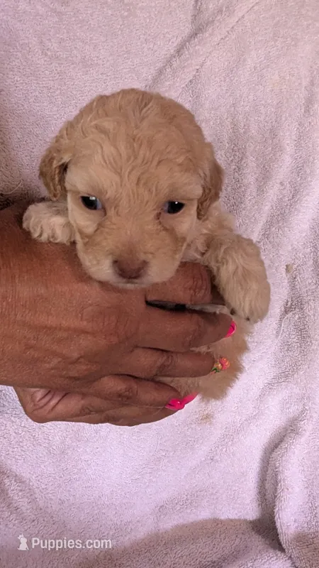 Thalia – Maltipoo puppy for sale in Rogersville, TN