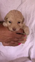 Thalia, a female Maltipoo for sale in Rogersville, TN – 1 of 5