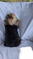 Buster, a male Yorkshire Terrier for sale in Rogersville, TN – Photo 5 of 5