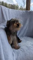 Buster, a male Yorkshire Terrier for sale in Rogersville, TN – Photo 4 of 5