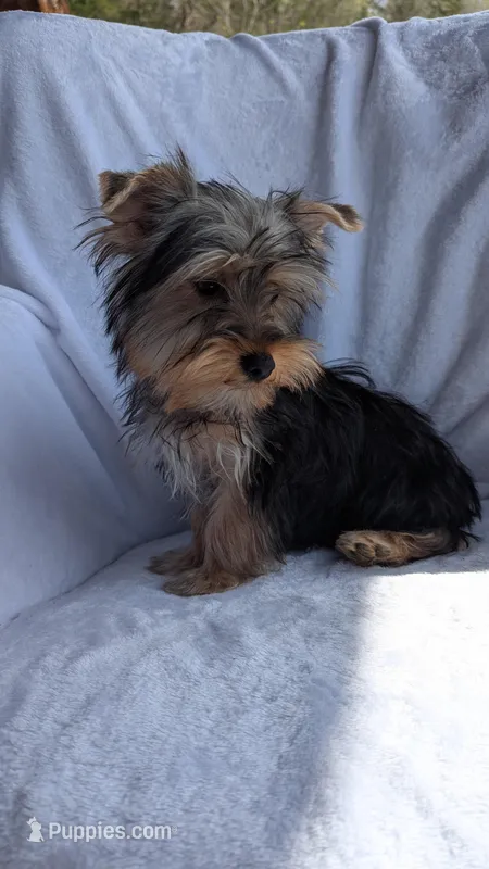 Buster – Yorkshire Terrier puppy for sale in Rogersville, TN