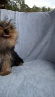 Buster, a male Yorkshire Terrier for sale in Rogersville, TN – Photo 3 of 5