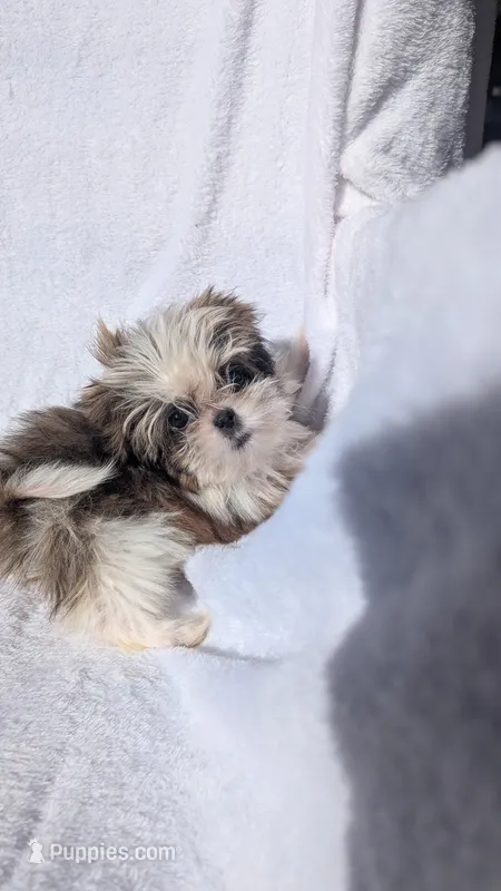 Megan CKC – Shih Tzu puppy for sale in Rogersville, TN