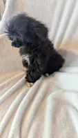 Socks, a male Poodle - Miniature  for sale in Rogersville, TN – 4 of 5
