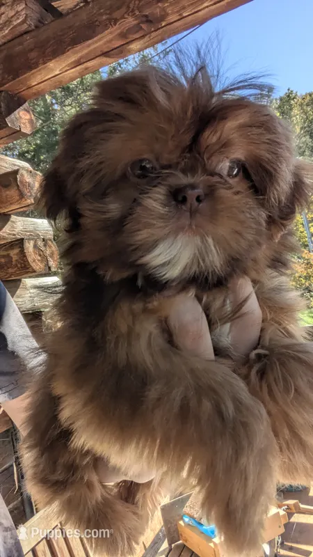 Larry CKC – Shih Tzu puppy for sale in Rogersville, TN