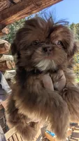 Larry CKC, a male Shih Tzu for sale in Rogersville, TN – 1 of 5