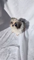 Megan CKC, a female Shih Tzu for sale in Rogersville, TN – 6 of 7