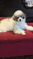Eliott , a male Poodle - Miniature  for sale in Rogersville, TN – 7 of 9