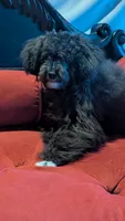 Socks , a male Poodle - Miniature  for sale in Rogersville, TN – 8 of 10