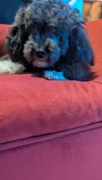 Socks , a male Poodle - Miniature  for sale in Rogersville, TN – 2 of 10