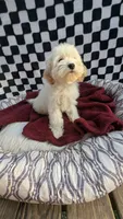 Pablo, a male Cockapoo for sale in Rogersville, TN – 3 of 3