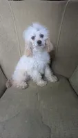 Pearl, a female Cockapoo for sale in Rogersville, TN – 5 of 6