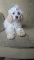 Pearl, a female Cockapoo for sale in Rogersville, TN – 2 of 6