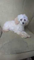 Pearl, a female Cockapoo for sale in Rogersville, TN – 3 of 6