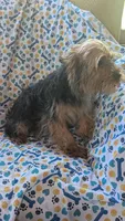 Charlie, a male Yorkshire Terrier for sale in Rogersville, TN – 3 of 4