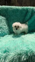 Marley, a male Maltese for sale in Rogersville, TN – Photo 3 of 4