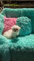 Marley, a male Maltese for sale in Rogersville, TN – Photo 4 of 4