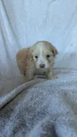 Triston, a male Maltipoo for sale in Rogersville, TN – 2 of 4