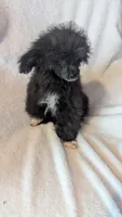 Socks, a male Poodle - Miniature  for sale in Rogersville, TN – 5 of 5
