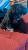Socks , a male Poodle - Miniature  for sale in Rogersville, TN – 3 of 10