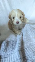 Triston, a male Maltipoo for sale in Rogersville, TN – 4 of 4