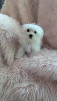 Itty Bitty Katy, a female Maltese for sale in Rogersville, TN – 4 of 7