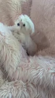Itty Bitty Katy, a female Maltese for sale in Rogersville, TN – 5 of 7