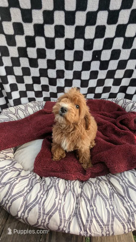 Preston – Cockapoo puppy for sale in Rogersville, TN