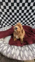 Preston, a male Cockapoo for sale in Rogersville, TN – 1 of 3