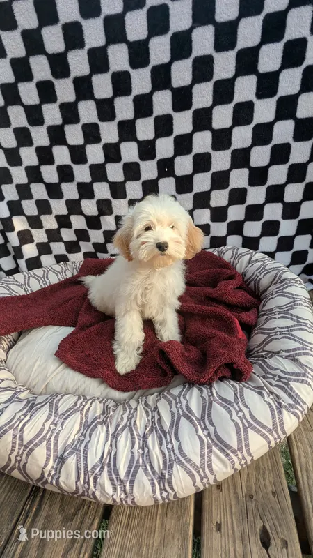 Pablo – Cockapoo puppy for sale in Rogersville, TN
