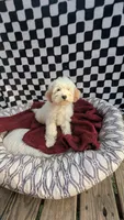 Pablo, a male Cockapoo for sale in Rogersville, TN – 1 of 3