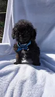 Reggie , a male Poodle - Miniature  for sale in Rogersville, TN – Photo 2 of 5