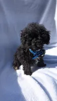 Reggie , a male Poodle - Miniature  for sale in Rogersville, TN – Photo 3 of 5