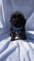 Reggie , a male Poodle - Miniature  for sale in Rogersville, TN – Photo 1 of 5
